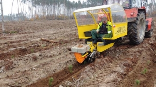 Trzy lata po nawałnicy wciąż trwa sadzenie lasów