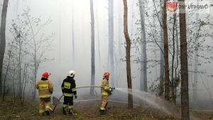 Kilka zastępów gasiło pożar w lesie