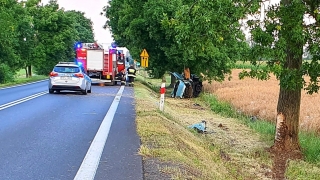 Miejsce wypadku - na drzewie ślad otarcia samochodu