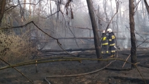 Strażacy z powiatu gnieźnieńskiego pomagali gasić las koło Wrześni