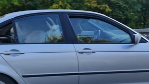 Kozy w samochodzie na gnieźnieńskich numerach