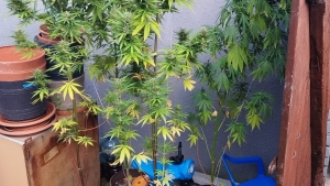 43-latek uprawiał marihuanę w przydomowym ogródku