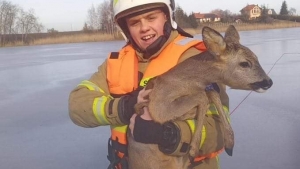 Strażacy uratowali sarnę uwięzioną na lodzie