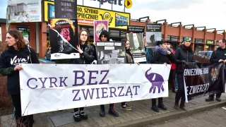 Niemy protest pod cyrkiem przeciwko wykorzystywaniu zwierząt