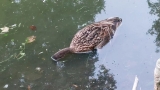 Spleśniały chleb przyczyną padnięcia kaczek w parku?