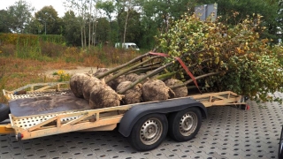 W gminie Gniezno przybyło miododajnych drzew