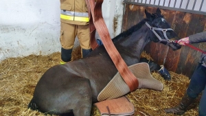 Strażacy z Gniezna pomogli uratować konia