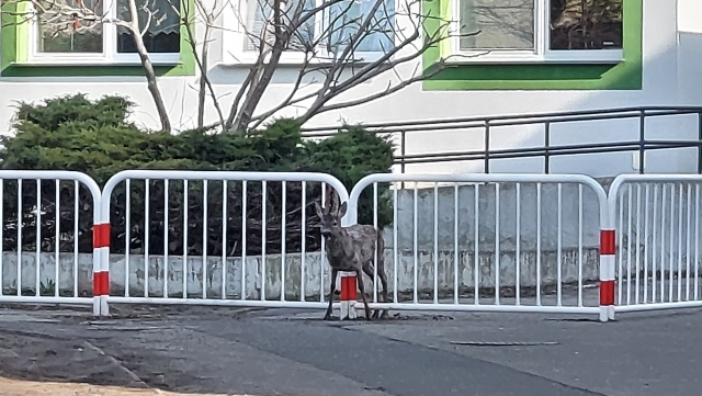 Koźlę utknęło w barierce przed szkołą