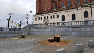 Wzgórze Lecha bez drzew, ale będą nowe nasadzenia