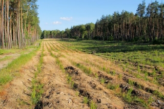 Lasy Państwowe planują kupno terenów pod zalesienie