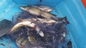 Martwe ryby w sieciach - kłusownicy grasują na jeziorach