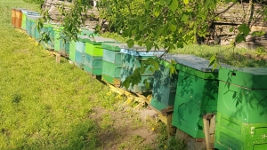 Wsparcie dla pszczelarza, któremu wytruto pszczoły