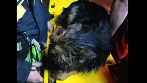 Strażacy uratowali psa, pod którym załamał się lód