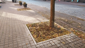 Drzewa przy ul. Chrobrego „zyskają” więcej miejsca