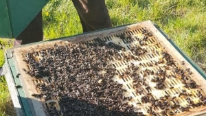 2 tys. złotych nagrody za wskazanie sprawcy wytrucia pszczół