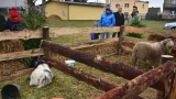 Żywa szopka zagościła na os. Grunwaldzkim