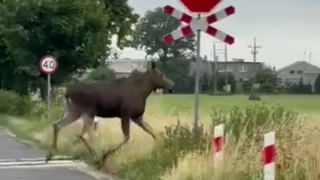 Na przedmieścia Gniezna zawędrował... łoś