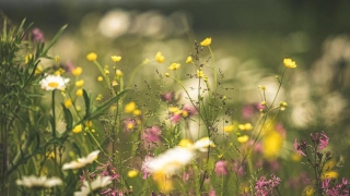 Na terenie miasta wytyczone zostały naturalne łąki