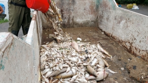 Przyducha w Jeziorze Jelonek. Tysiące śniętych ryb wywożonych w kontenerach