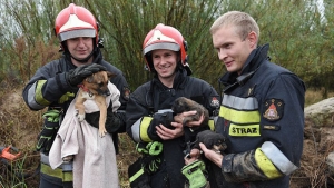 Strażacy uratowali trzy psy spod betonowych płyt
