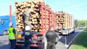 Inspektorzy i leśnicy kontrolowali przewóz drewna