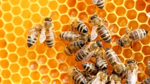 Gmina Gniezno wspiera działania na rzecz pszczół