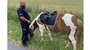 Spłoszony koń zatrzymany przez policjantów